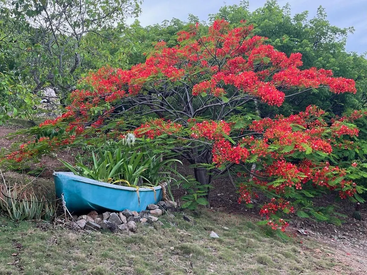 Aloe House Bvi Βίλα Scrub Island